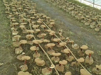 破壁靈芝孢子粉排名辨析 是消費(fèi)參考，還是營(yíng)銷游戲？